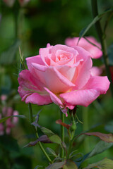 Roses in different hues in natural light