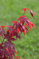 Red maple tree over green, natural background