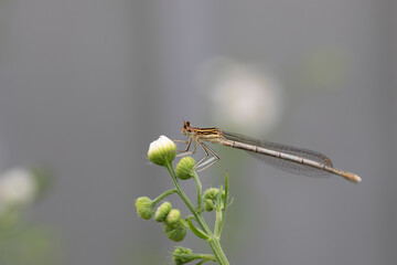 Enallagma cyathigerum (common blue damselfly, common bluet, or northern bluet)
