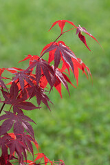 Red maple tree over green, natural background