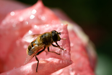 Bees on colourful roses in natural environment.