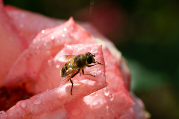 Bees on colourful roses in natural environment.