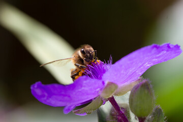 Macro of honeybee on flowers, collecting pollen