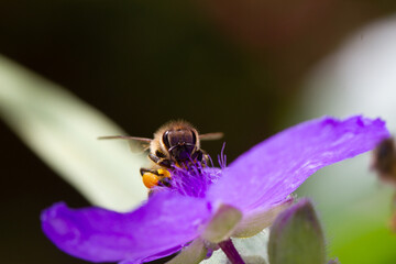 Macro of honeybee on flowers, collecting pollen