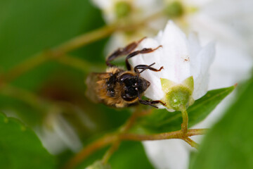 Macro of honeybee on flowers, collecting pollen