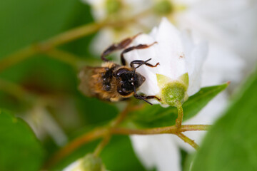 Macro of honeybee on flowers, collecting pollen