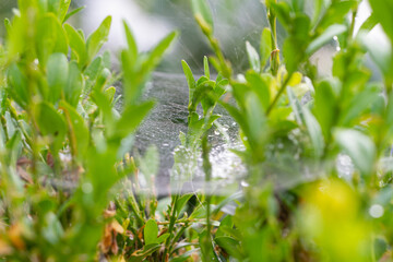 Spiderweb with spiders in natural light over green background