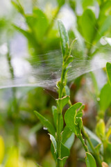 Spiderweb with spiders in natural light over green background