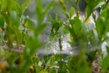 Spiderweb with spiders in natural light over green background