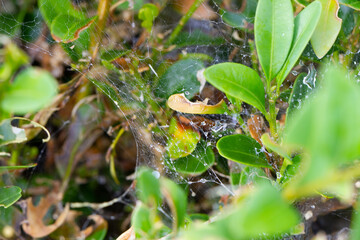 Spiderweb with spiders in natural light over green background