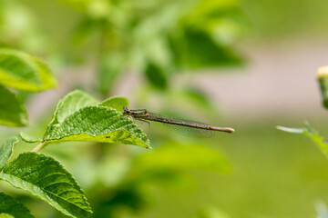 Enallagma cyathigerum (common blue damselfly, common bluet, or northern bluet)