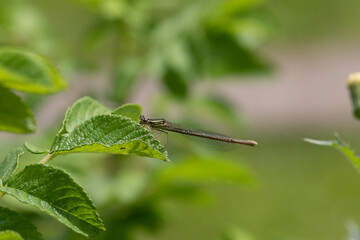 Enallagma cyathigerum (common blue damselfly, common bluet, or northern bluet)