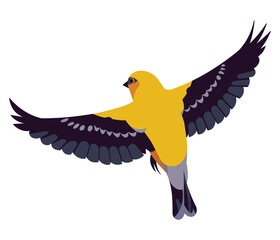 Flying golden oriole bird flies spreading its wings