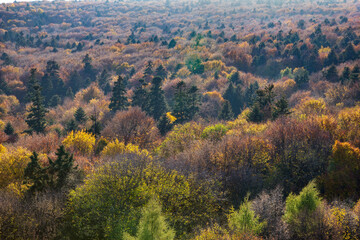 Fototapeta premium Trees covered with colorful leaves. Autumn forest top view