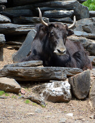 Fototapeta na wymiar At the zoo yak is a long-haired bovid found throughout the Himalayan region 