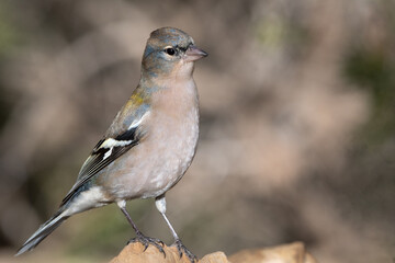 Close-up shot of African Chaffinch (Fringilla coelebs)