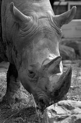 The white rhinoceros or square-lipped rhinoceros is the largest extant species of rhinoceros.  It has a wide mouth used for grazing and is the most social of all rhino species © Daniel Meunier