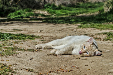 Cat resting in the sand
