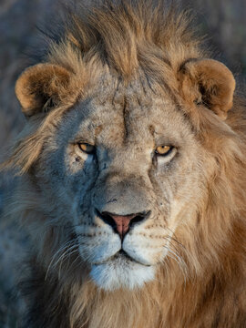Portrait of lion at zoo