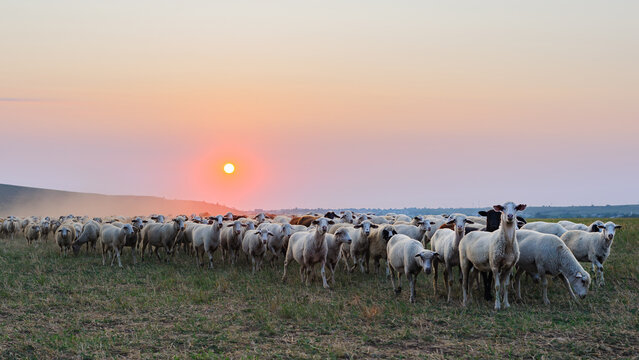 Flock of sheep grazing at sunset