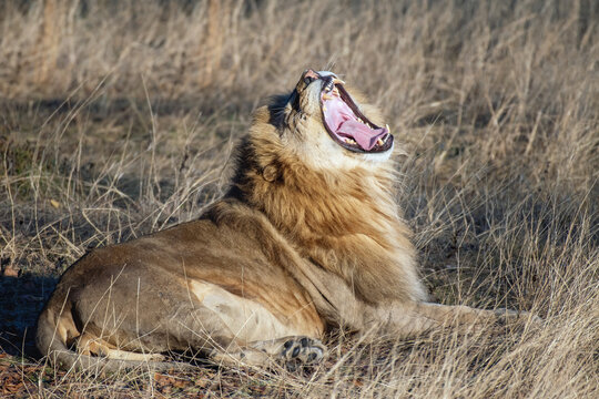 African lion yawns. Lion king portrait Wildlife animal