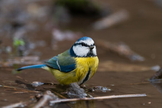 Blue tit Cyanides caeruleus stands in the water