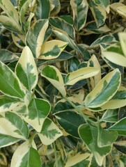 Obraz premium green and yellow leaves in the garden
