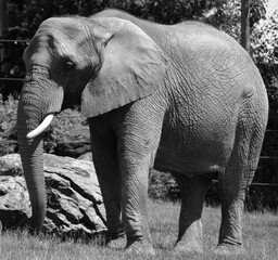 African elephant is elephant of the genus Loxodonta. The genus consists of 2 extant species: the...