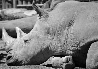The white rhinoceros or square-lipped rhinoceros is the largest extant species of rhinoceros.  It has a wide mouth used for grazing and is the most social of all rhino species © Daniel Meunier