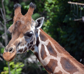 African elephants are elephants of the genus Loxodonta. The genus consists of two extant species: the African bush elephant, L. africana, and the smaller African forest elephant,