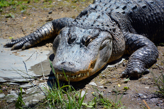 An alligator is a crocodilian in the genus Alligator of the family Alligatoridae. The two living species are the American alligator and the Chinese alligator.