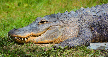 An alligator is a crocodilian in the genus Alligator of the family Alligatoridae. The two living species are the American alligator and the Chinese alligator.