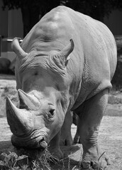 The white rhinoceros or square-lipped rhinoceros is the largest extant species of rhinoceros.  It has a wide mouth used for grazing and is the most social of all rhino species © Daniel Meunier