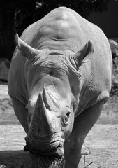 The white rhinoceros or square-lipped rhinoceros is the largest extant species of rhinoceros.  It has a wide mouth used for grazing and is the most social of all rhino species © Daniel Meunier