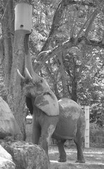 African elephant is elephant of the genus Loxodonta. The genus consists of 2 extant species: the...