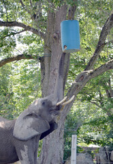 African elephant is elephant of the genus Loxodonta. The genus consists of 2 extant species: the...