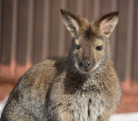 A wallaby is a small or middle-sized macropod native to Australia and New Guinea,