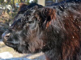 The Belted Galloway is a heritage beef breed of cattle originating from Galloway in South West Scotland, adapted to living on the poor upland pastures and windswept moorlands of the region.