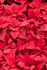 Dozens of Pure Red Poinsettias Lined Up for Sale during the Christmas Holiday Season