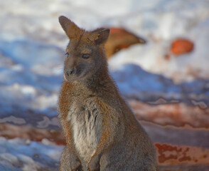 Naklejka premium A wallaby is a small or middle-sized macropod native to Australia and New Guinea,