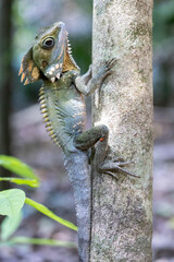 Boyd's Forest Dragon resting on tree trunk