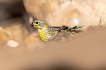 Close-up shot of European Serin (Serinus Serinus)