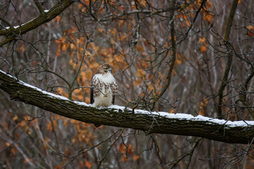REd-tailed Hawk perched in a snow-covered branch 