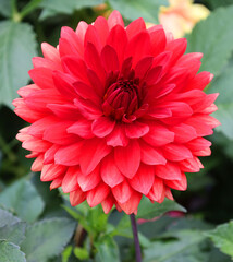 Dahlia is a genus of bushy, tuberous, perennial plants native to Mexico, Central America, and...