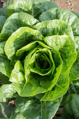 Top shot of lettuce in organic farming