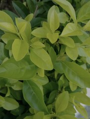 Obraz premium green leaves background 