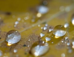 Macro image of raindrops on a yellow autumn leaf. There is a narrow strip in focus leaving room for text.

