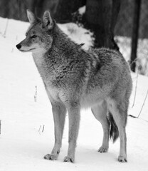 The coyote, also known as the American jackal, brush wolf, or the prairie wolf, is a species of canine found throughout North and Central America