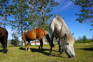 Obraz na płótnie Canvas Horses on pasture eating grass