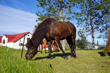 Horses on pasture eating grass